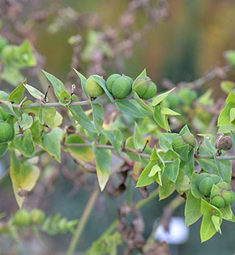 Kreuzblättrige Wolfsmilch - Euphorbia lathyris - lebende Gartenpflanze aus den Baumschulen