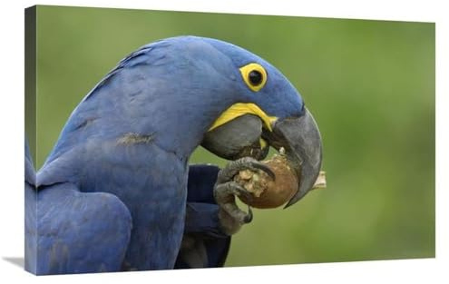 20 x 30 in. Hyacinth Macaw in Cerrado Habitat Eating Piassava Palm Nuts, Brazil Art Print - Pete Oxford