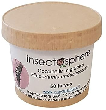 INSECTOSPHERE Larves de coccinelles migratrices (Hippodamia undecimnotata) – Lutte Biologique Contre Les pucerons du Laurier-Rose, rosiers et Potager (50 Larves)