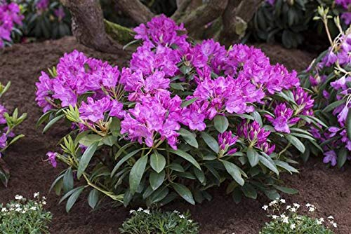 Rhododendron catawbiense 'Roseum Elegans' 30–40 cm – Winterhart, Immergrün, Mehrjährig – Alpenrose – Zierstrauch für Garten & Kübel