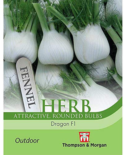 Herb Fennel Dragon F1 Hybrid Foeniculum vulgare is a Hardy Perennial with Good Heat Tolerance and Bolting Resistance During hot Summers by Thompson and Morgan