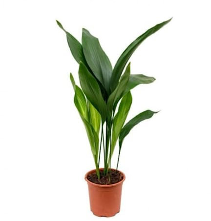 Verdecora Aspidistra Eliator o Lurida | Fácil de cuidar y reistente | Planta verde natural de interior en maceta de Ø17cm (altura total aproximada 80cm)