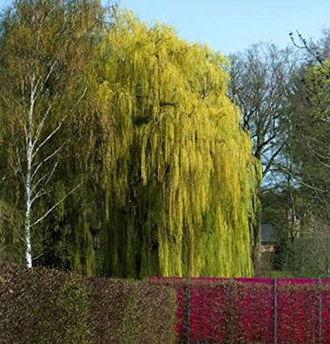Trauerweide 100-125cm - Salix alba - lebende Gartenpflanze aus den Baumschulen