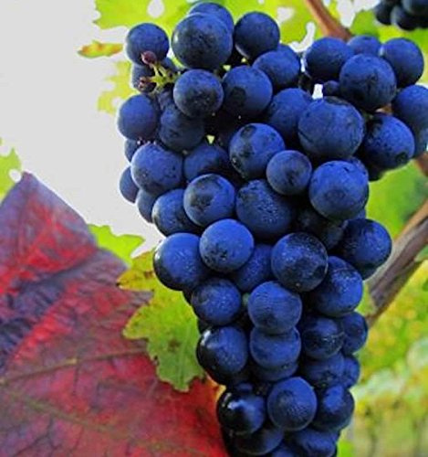 Weinrebe Muscat bleu 80-100cm - Vitis - lebende Gartenpflanze aus den Baumschulen