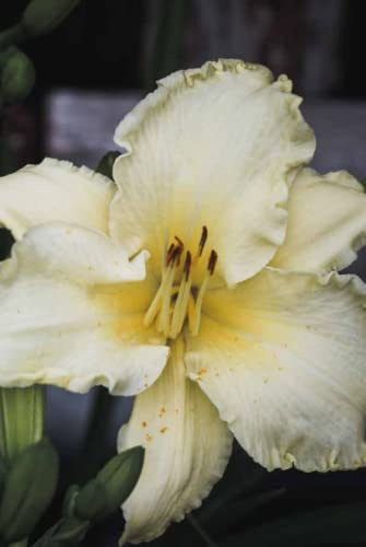 Daylily Notebook: MME