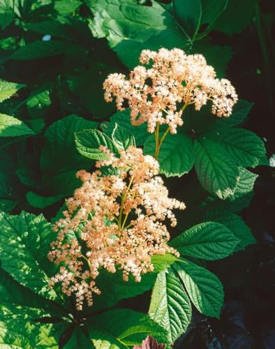 Rodgersia henrici 11x11 cm Topf – Winterhart, Mehrjährig, Pflegeleicht – Schaublatt – Staude für Schattenbeet & Gehölzrand