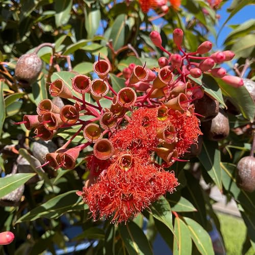 Eukalyptus Winterhart, winterfeste für balkon garten pflanzensamen bonsaibaum nachhaltige geschenke 50Samen