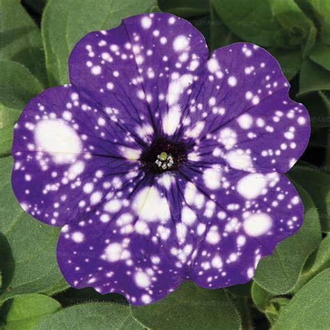 SVI Fresh 100 pcs Hanging Petunia Perennial Flower Seed for Planting Blue 2
