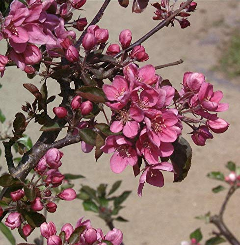 Säulenapfel Maypole 60-80cm - dunkelrote Früchte - lebende Gartenpflanze aus den Baumschulen