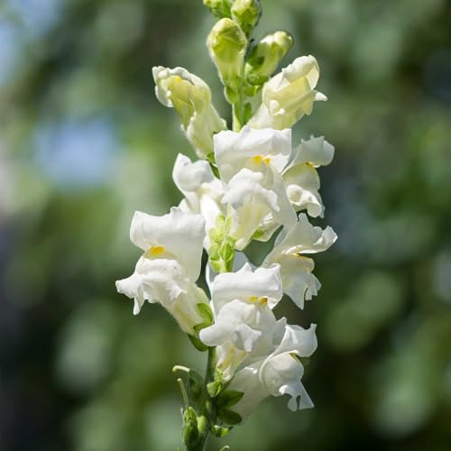 Rocket Series Snapdragon White ~500 Seeds—Antirrhinum majus—115-121 Days—30-36 Upright Spikes—AAS Winner—Mixed Colors – Cut Flower Favorite—Full Sun—Annual—Heirloom Quality