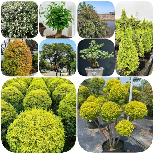 Semi di siepe di ligustro, organico da balcone esotico per giardinieri arbusti fioriti, resistenti verdi siepi raro per luoghi soleggiati arbusti 100pcs