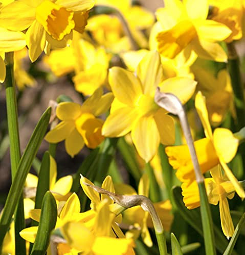 Daffodil Cornish Chuckles Garden Plant Hardy Bulb Flowering Garden Plants Easy to Grow Your Own 10x Bulbs by Thompson and Morgan