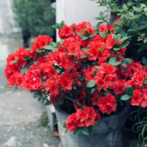 azalea rododendro - selvatici da giardino scalatrici decorativi decorazione semi da giardino balcone decorazione salotto 85pcs