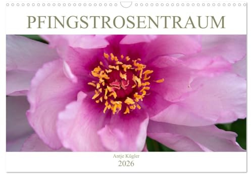 Pfingstrosentraum (Wandkalender 2026 DIN A3 quer), CALVENDO Monatskalender: Beeindruckende Blüten, die unterschiedlicher nicht sein können. (CALVENDO Natur)