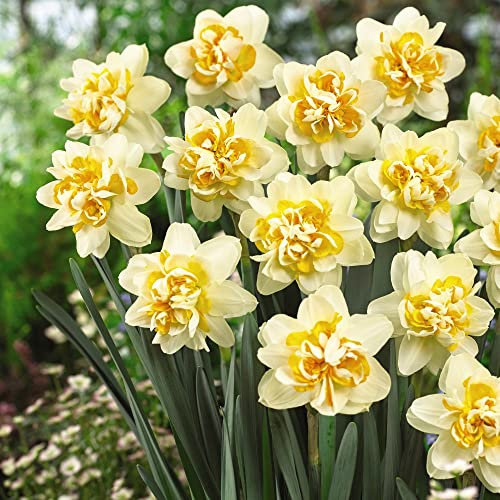 Daffodil Hardy Garden Bulbs, Spring Flowering, Scented Double Flowers, Easy to Establish Garden Borders & Patios, 20 x Daffodil (Narcissus) Peach Cobbler Bulbs by Thompson & Morgan