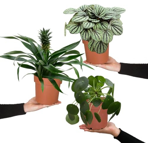 Zimmerpflanzen Einfach Tierlieb | 3er Set für Katzenfreunde | ungiftig & pflegeleicht | Ananas, Pilea und Peperomia | Pflanzen frisch aus der Gärtnerei | tierfreundliche Deko | Green Me Up