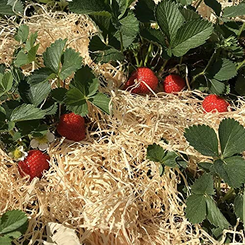 Holzwolle für Erdbeeren 2Kg - Erdbeer Holzwolle unbehandelt aus Deutschland - Stroh für Erdbeeren - Erdbeer und Gemüsewolle - 100% naturbelassen und kompostierbar