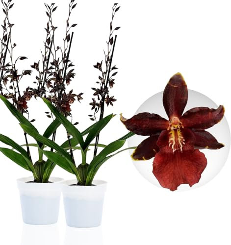 Echte Densdrobium Black Cat Orchideen. 2 große Zimmerpflanzen aus Holland. 30-40 cm hoch, mit Blüten und duftend. (keine künstliche Orchidee, ohne Dünger und Topf, kein Samen und nicht winterhart)