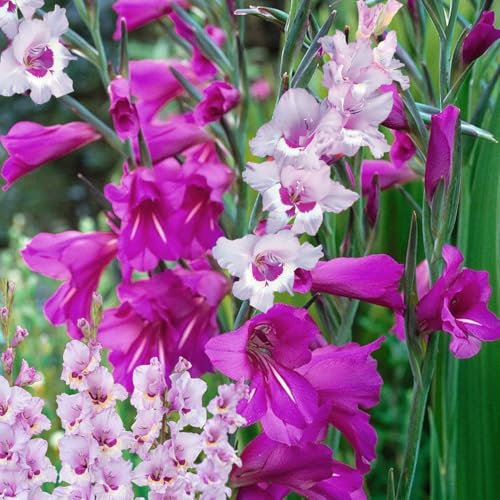 10 Gladiolus Pink & Purple Mix – Soft Pastel Blooms – Summer-Flowering Bulbs – Perfect for Adding Height to Beds & Borders – Perennial Plants – Ideal for UK Gardens & Climate Conditions