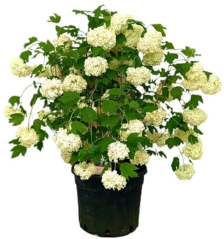 Planta natural Viburnum Opulus, 70-80 cm. Viburno común, snowball bush. Bola de nieve. Arbusto caducifolio con flores blancas, ideal para jardines. Segura Garden.