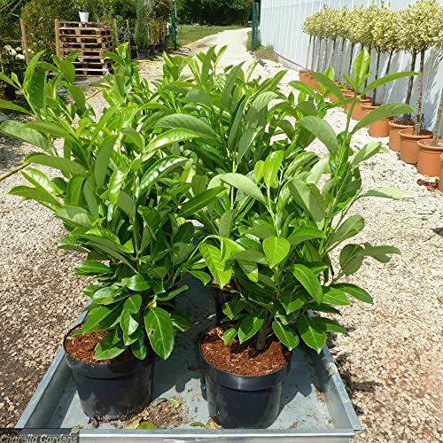 Lauroceraso Prunus laurocerasus 12 piante da siepe in vaso da 2 litri h. 40/60 cm Vivaio di Castelletto