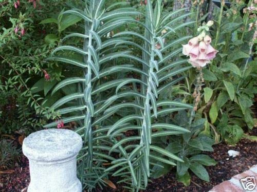 Euphorbia lathyris GOPHER PURGE ¡Semillas perennes!