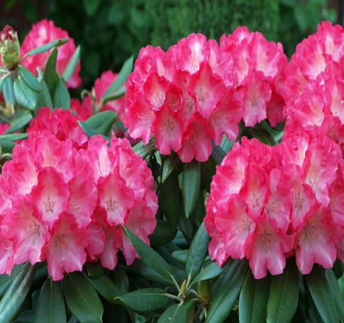 100pcs Azalea Flower Seeds