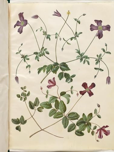 PMEFGJDPE Famous Poster Wall Decor Art Print Images Clematis Viticella by Hans Simon Holtzbecker Animal Posters for Home Decor 60x90cm