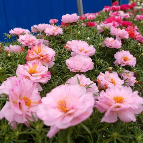 semillas de verdolaga resistentes semillas de perennes Comprar verdolaga, decoración jardín para exteriores, cubierta perenne resistente 100pcs