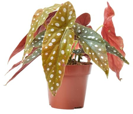 Verdecora Begonia Maculata en maceta de Ø12cm | Planta de Interior Exótica con Hojas Punteadas | Ideal para Decoración Sofisticada y Fácil Cuidado