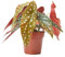 Verdecora Begonia Maculata en maceta de Ø12cm | Planta de Interior Exótica con Hojas Punteadas | Ideal para Decoración Sofisticada y Fácil Cuidado