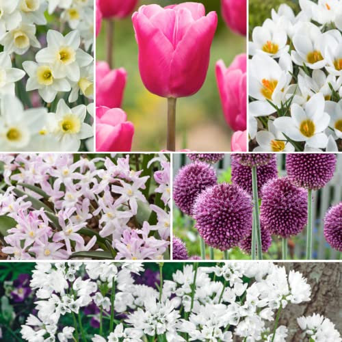 Plant in a Box - Bulb Garden Pink - 250x Zwiebeln Mischung - Narzisse, Allium, Korkus, Tulpe - Blumenzwiebeln für Garten, Terasse oder Balkon