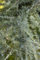 Cedrus deodara 40-60 cm - Himalaya-Zeder, immergrün, pyramidenförmig, ideal für große Gärten, winterhart, pflegeleicht