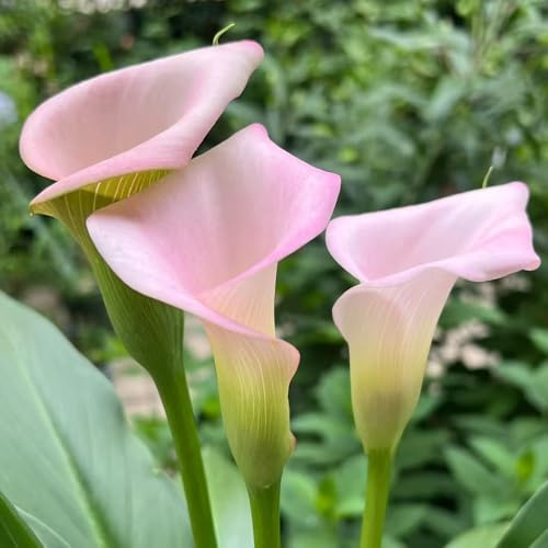 Lirios de cala, de, cubresuelos, resistentes, balcón, decorativas en maceta Cultivando jardín en un balcón, temprana 5bulbos