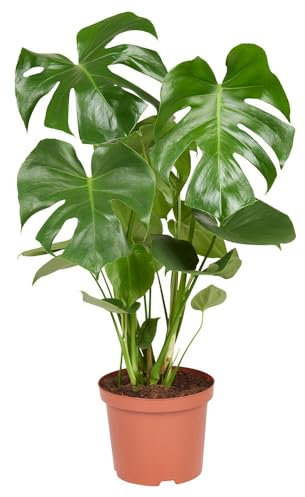Planta Costilla de Adán Natural Monstera Deliciosa para un Hogar