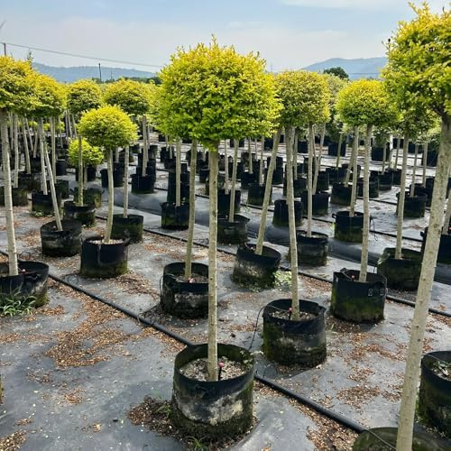 Semillas de seto de aligustre, jardín de Ligustro lucidum - exóticas comprar semillas de raras de exterior resistentes 400pcs