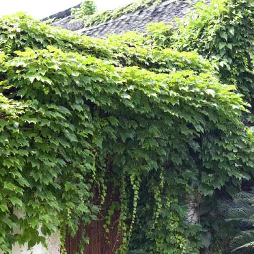 semi Parthenocissus tricuspidata - tetti verdi vaso Parthenocissus tricuspidata verdi resistenti esterno vaso ornamentali balcone resistenti giardino 400pcs