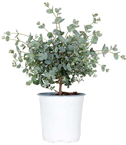 Eucalyptus gunnii - Gommier - Arbuste - Persistant - ⌀14 cm - Hauteur 25-35 cm
