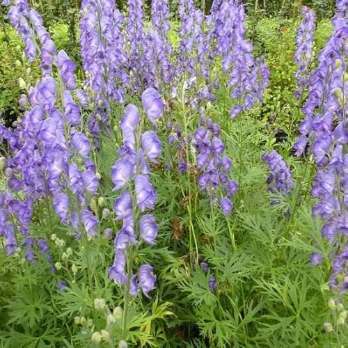 6x Blauer Eisenhut - Aconitum napellus - Topf 9x9cm - Winterharte Gartenstaude für sonnige Beete