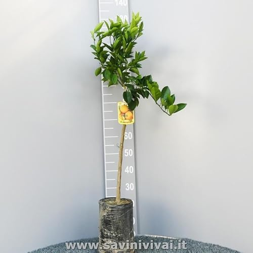SAVINI VIVAI Pianta di Clementino Albero di Agrumi Clementino Comune in Fitocella Altezza 100-120 cm di 1 Anno di innesto Made Italy