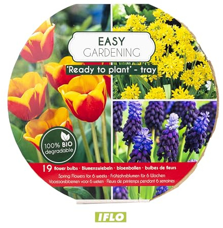 IFLO® Blumenzwiebeln Mix Bio Pflanzschale – Frühjahrsblumen Zwiebeln Frühblüher Tulpen Narzissen Krokusse – Ready to Plant – Winterharte Garten Pflanzen & Balkon Geschenkidee (Rot)