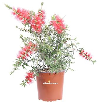 Pianta di Callistemon Masotti Mini Red o Callistemon Nano pianta ornamentale da esterno cespuglio vero fiore rosso venduto da eGarden.store