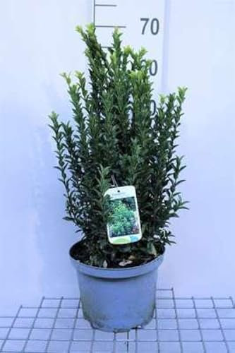 Euonymus jap. 'Green Spire' - Fusain Du Japon 40-60 cm en pot