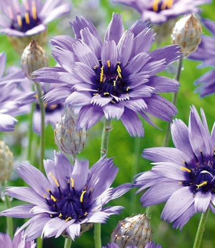 BALDUR Garten 9x Blaue Rasselblume 'Catananche', Pflanzen im 9x9 cm-Topf | erinnert an Kornblumen, trockenheitsverträglich & winterhart, blüht über viele Wochen, Daurblüher für Beet & Kübel