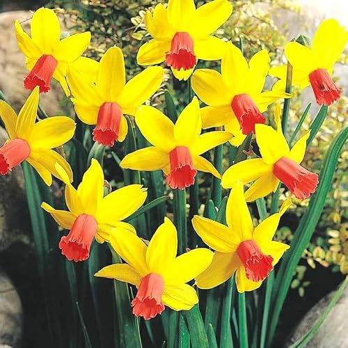 Gardeners Dream Mini Narzissen Zwiebeln Cyclamineus 'Jetfire' (50 Stk.) - Blumenzwiebeln Mehrjährig Winterhart Frühblüher - Osterglocken Zwiebeln für den Pflanzen Garten und als Balkon Pflanzen