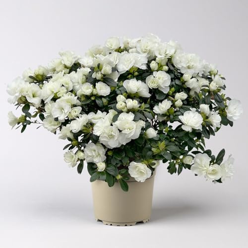 Azalee Hortinno® 'Christine Belli' weiß, Topf-Ø 15 cm