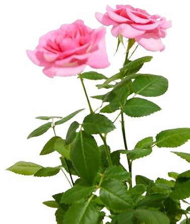 Rosal Grandiflora Rosa Natural Una Explosión de Flores Coloridas para tu Jardín