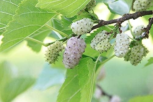 Weiße Maulbeere Morus alba Pflanze 35-40cm Maulbeerbaum Obstbaum Obstpflanze