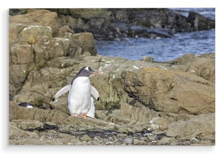 artboxONE Holzbild 60x40 cm Natur EIN Eselspinguin am Strand von Künstler Die Welt Tanzt Farben
