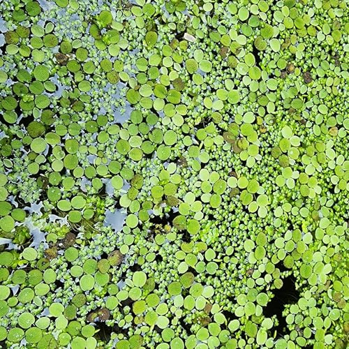 Schwimmpflanzen-Mix Schwimmfarn Salvinia natans und Wasserlinse Lemna minor | 1 Portion Büschelfarn und Entengrütze für Aquarium, pflegeleicht, Nano-Becken und Teich; Ideal für Aquarien und Aquascaping